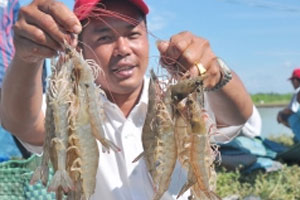 Feed management: The key to successful shrimp farming