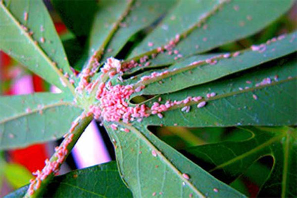 Control of cassava mealybug damage powder pink
